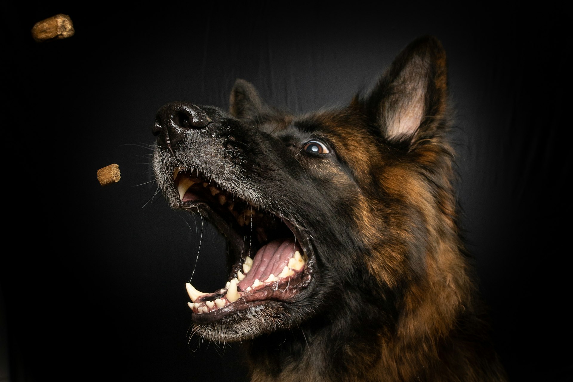 brown and black medium-coated dog opening mouth